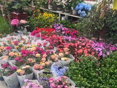 -双季花艺园艺市场(浦东店)