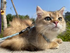 -猫十亿·布偶金渐层·曼基康矮脚猫舍(青年路店)