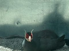 -青藏高原野生动物园