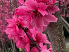 -上海市龙华烈士陵园