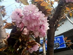 -星巴克(凯德晶萃店)
