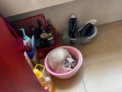 -瑞派福兴宠物医院犬猫全科·骨科·中西医结合(河东店)