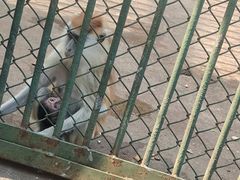-合肥野生动物园