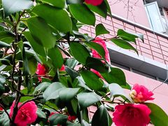 -思南公馆商业街