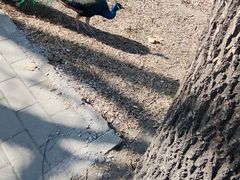 -北京麋鹿生态实验中心