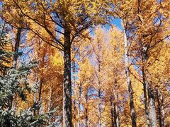 -塞罕坝国家级自然保护区