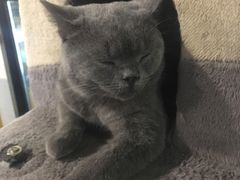 -猫小院猫主题咖啡厅(北锣店)