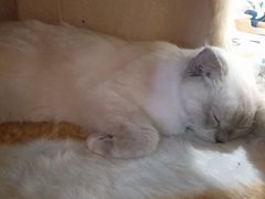 -藏猫猫咖啡主题馆(中央大道店)