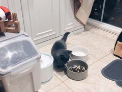 -Bastet sally猫舍购宠(静安店)