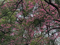 -杭州植物园