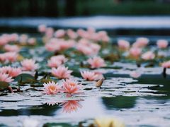 -白鹭湾湿地公园