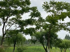-上海长兴岛郊野公园