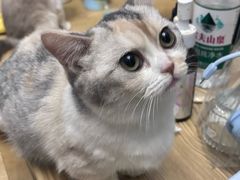 -Meowの猫咖(万家丽店)