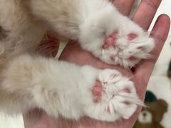 -袖虎·猫馆(体育西路店)