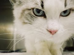 -贝康宠物医院·犬猫全科·小动物特色诊疗中心(东环路店)