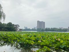 -沙市市中山公园