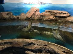 -沙沙哗啦海洋馆(华宇百花谷店)