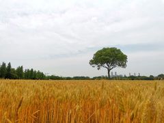-贡湖湾湿地公园