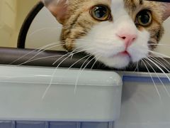 -美联众合动物医院(·中兽医·疑难杂症·严家桥分院)