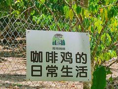 -兴隆隆苑咖啡庄园