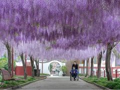 -嘉定紫藤园