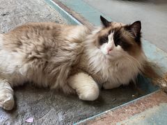 -喵屿·大理花园猫咖