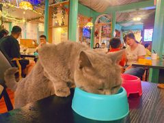-猫小院猫主题咖啡厅(北锣店)