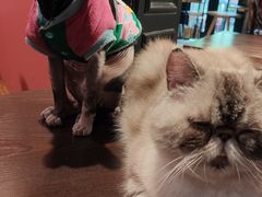 -猫色咖啡·猫咖
