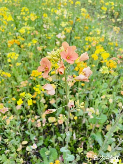 艾溪湖湿地公园图片