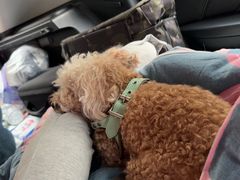-美联众合动物医院·24h转诊中心