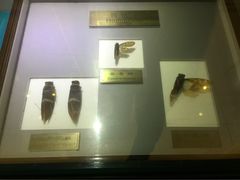 上海昆虫博物馆-上海昆虫博物馆