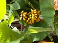 -Hoang Yen Vietnamese Cuisine