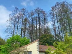 -上海共青森林公园