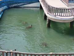 -广东惠东海龟国家级自然保护区