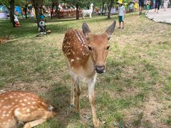 -北京鹿世界主题园