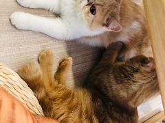-飞行喵MR PILOT|猫舍·猫咖(静安大融城店)