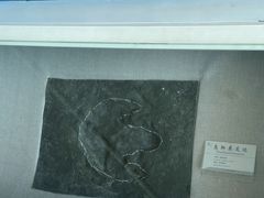 -延庆地质公园博物馆