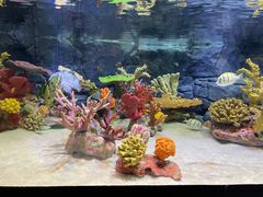 -上海海洋水族馆