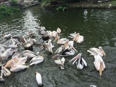-新加坡飞禽公园