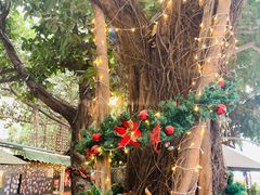 -柴犬高等学院·狗咖·柴犬售卖·宠物训练