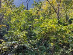 -大岭沟猕猴桃谷风景区