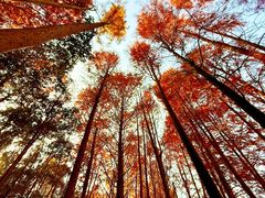 -上海海湾国家森林公园