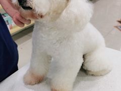 -佳雯宠物医院·皮肤科·内外科(春晓路分院)