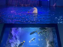 -海合安青岛极地海洋公园
