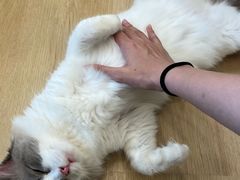 -有喵·猫咖·狗咖·30几只猫10只小狗(岗厦店)