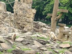 -合肥野生动物园