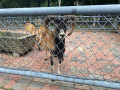 -长白岛森林公园