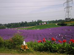 -紫颐香薰山谷景区