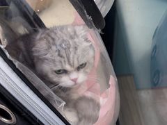-瑞派康怡24h宠物医院·犬猫医疗中心·微创绝育(瑞景分院)
