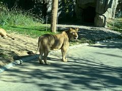 -北京野生动物园